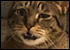 :cat10: :cat10: