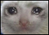 :catcry: :catcry: