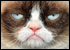 :catgrumpy: :catgrumpy: