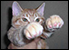 :catpew: :catpew: