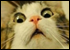:catshocked: :catshocked: