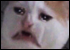 :catugh: :catugh: