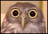 :hibou: