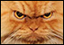 :madcat: :madcat: