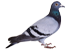 :pigeon: