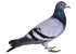 :pigeon: :pigeon: