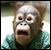 :singe1: :singe1: